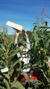 Bagging a maize tassel in Nayarit, Mexico, January 2015. Photo by Angus Vajk.