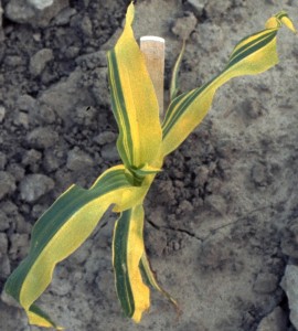 Oil yellow Chimera:  An immature half-plant chimeric greenish brilliant yellow, Oy1-N1459, M1 mutant origin plant , showing consequence of EMS-induced mutation in two-stranded sperm nucleus of treated pollen grain. Photo and caption courtesy of Gerald Neuffer, please see his wiki at http://mutants.maizegdb.org/doku.php.