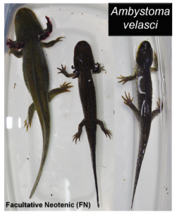 ambystoma velasci