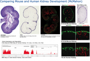 Comparison between human and mouse kidney development was of great interest at the GUDMAP Exhibitor Stand. This image shows the hGUDMAP (human GUDMAP) data that was showcased at the Exhibitor Stand.