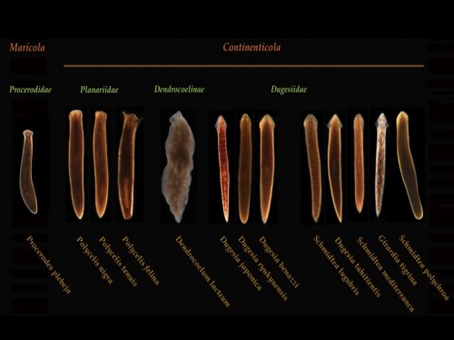 NODE_Ox_Planarian