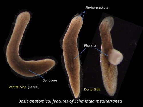 NODE_Planarian anatomy