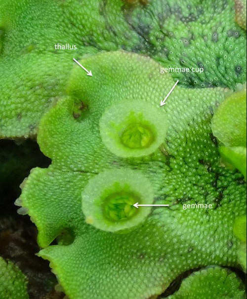 marchantia sporofiti