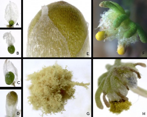 A day in the life of an Arabidopsis lab - the Node