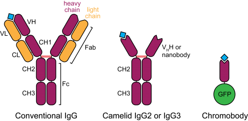 Chromobody schematic