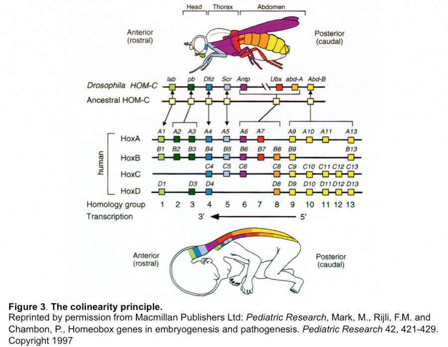 Molecular Control Of Embryonic Development - The Node