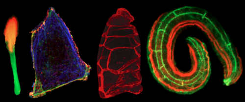 Zaidel-Bar Cell adhesion and morphogenesis lab