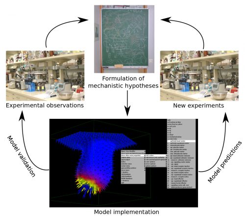 Mathematical models need to be based on experimental observations. These are interpreted and a mechanistic hypothesis is formulated (i.e. how the system is supposed to work). The model is implemented by translating the hypothesis into a mathematical formulation and solved through computational methods. Model validation consists on testing how accurately the model can reproduce experimental observations. A validated model can then be used to predict the behaviour of the system under conditions that haven't been yet reproduced experimentally.