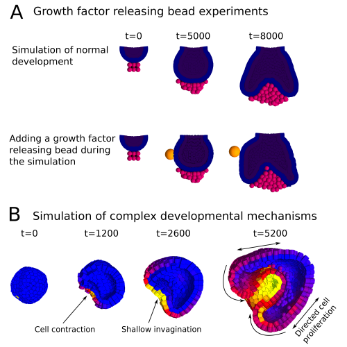 A, Simulation of a growth factor releasing bead experiment in which. The first row shows a developmental sequence in which an epithelial bud (blue and purple) grows over a mesenchymal condensate (pink). The second row shows the same process, but in this case a growth factor releasing bead is place at a certain time during the simulation. The growth factor diffuses towards the epithelial cells and increases their proliferation rate, thus making the left side grow larger than the right side. B, Simulation of a complex developmental system by combining several cell behaviours on a hollow spheric epithelium. The contraction of a localized group of cells causes a shallow invagination of the epithelium. Meanwhile, a molecular gradient is being formed towards the invaginated region, and cells across the embryo are instructed to proliferate in the direction of the gradient. The directional growth of the embryo pushes cells deeper into the embryo in a fashion reminiscent of the process of gastrulation by epiboly.