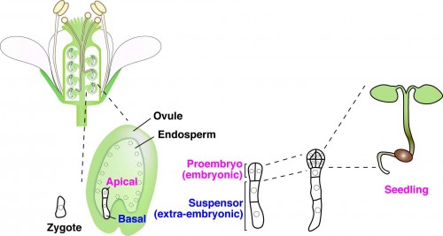 Figure 1. Schematic representation of embryogenesis within Arabidopsis flowers. After double fertilization, the embryo and endosperm develop in the ovule. The zygote divides asymmetrically into an apical cell (embryonic cell) and a basal cell (extra-embryonic cell). The apical cell divides vertically to generate the proembryo, which ultimately gives rise to the adult plant. The basal cell divides horizontally to produce the suspensor (which acts like an umbilical cord in mammals), and finally undergoes programmed cell death.
