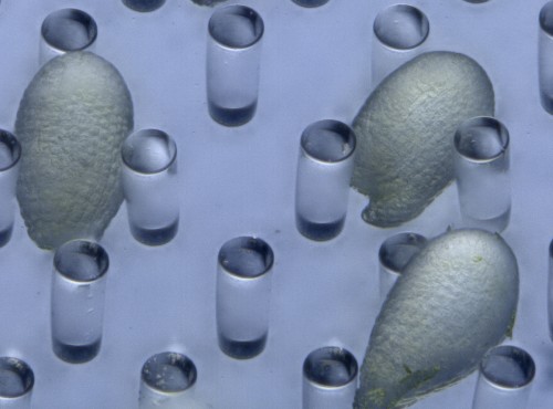 Figure 2. Arabidopsis ovules on a PDMS micropillar array.