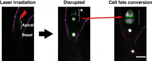 Figure 3. Time-lapse images of embryonic marker, DRN::erGFP (green, ER localization) after laser irradiation of the apical cell. When an apical cell was disrupted (asterisk), the basal derivative cell underwent DRN expression and divided like an apical cell. Scale bar, 20 µm.