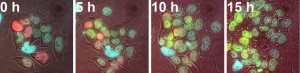 Multi-color reporter ES cells to interrogate signal integration in fate decision-making at the single cell level