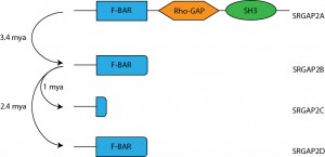 Figure 1: Schematic showing the putative protein products for each of the four human paralogs of SRGAP2 and the evolutionary duplication events generated that them. Adpated from 1.