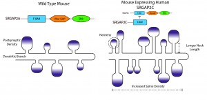 Figure 2: Schematic showing the effect of SRGAP2 function of dendritic spine morphology. Left: Dendritic spines in a wild-type mouse expressing endogenous SRGAP2A. Right: Altered dendritic spine morphology in mice expressing human SRGAP2C. Dendritic spine neck length and density was increased and spines developed more slowly (neoteny). Postsynaptic density (shown as a purple gradient) was not affected. Adapted from 