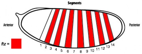 Figure 2. A diagram of a Drosophila embryo with 14 segments subdividing its anterior-posterior axis, which is achieved through the expression of patterning genes.