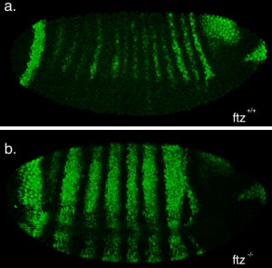 Figure 3: Fluorescent in-situ images of wild and mutant ftz embryos using a wingless probe. a) a wild-type embryo with fourteen stripes; b) a mutant ftz embryo with seven stripes.
