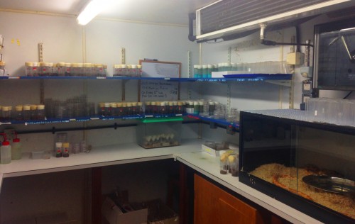 Fig 1. The Parasteatoda tepidariorum culture. We maintain a total of 50 mated females and nearly 100 unmated females. There are usually 50 adult males, excluding those kept with mated females. Hundreds, possibly thousands, of hatched juvenile spiders are kept in petri dishes and are frequently separated out into their individual vials.