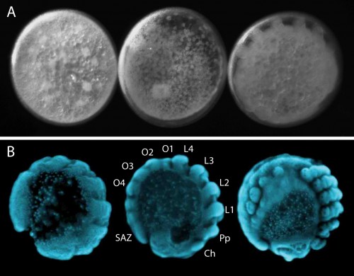 Fig 4. Embryonic development of Parasteatoda. It is possible to visualise the development of live embryos by placing them in halocarbon oil (A). Once embryos are fixed the morphology of the embryos is clearly visible with DAPI staining (B) making it ideal to study and characterise dynamic developmental processes like segmentation. Cheliceres (Ch), pedipalps (Pp), walking legs (L1-L4), opisthosomal segments (O1-O4) and the segment addition zone (SAZ).