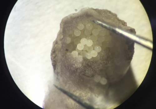 Fig 3. The cocoon with hundreds of embryos. Females combine different silks types to construct the cocoon, usually in the early hours of the morning. Each cocoon contains hundreds of embryos at similar developmental stages. This makes the spider an excellent organism to study development, as it is easy to frequently collect many embryos at similar developmental time points.