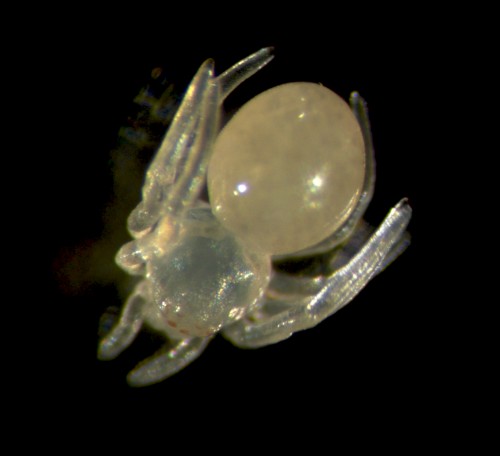 Fig 5. Newly hatched juvenile Parasteatoda. After hatching, the translucent spiders are immobile until their cuticle hardens and hair starts to grow all over their body. The only pigmentation you can see at first is in their eyes.
