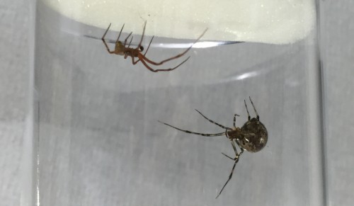 Fig 2. Adult female and male Parasteatoda. The females (left) are larger than the males (right). Notice the large dark pedipalps of the male, which are enlarged compared to those of the females, and are used to deliver sperm to females (see Video).