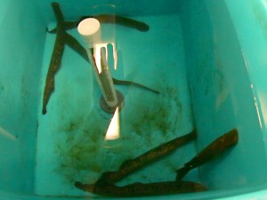 Here are some adults in one of our holding tanks. Pictured here are just six, but these tanks can hold up to 18 adults.