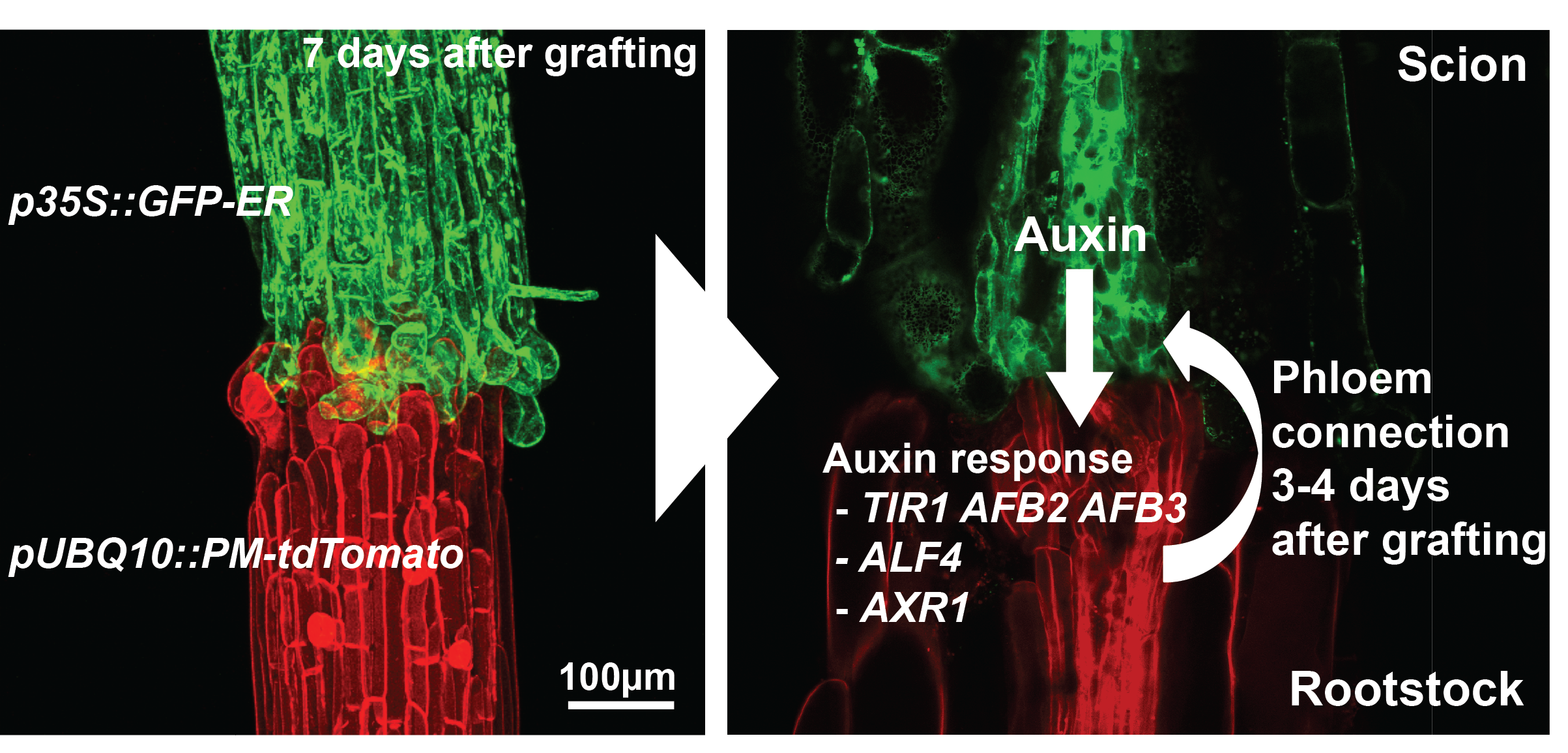 When Two Make One The Uses and Importance of Plant Grafting the Node