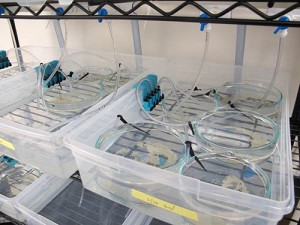 Here is a close-up of our lamprey system. Pictured here are dishes holding ~1000 embryos.