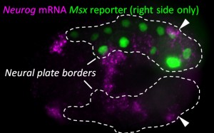 Figure 1. Early neurula stage Ciona embryo, electroporated on the right side with Msx>Beta-Galactosidase revealed by immunofluorescence (green nuclei). Msx+/Pax3/7+ Neural plate borders outlined by dashed lines. Neurogenin (Neurog) mRNA expression detected by in situ hybridization (magenta). Arrowheads indicate Neurog expression in caudal neural plate border cells (bipolar tail neuron progenitors).