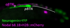 Figure 2. Mid-tailbud stage Ciona embryo electroporated with b-line-specific Neurogenin>YFP reporter plasmid (green) and Nodal b8.18>H2B::mCherry reporter plasmid (magenta nuclei). Nodal b8.18 reporter marks descendants of the b8.18 blastomere. The anterior bipolar tail neuron (aBTN) descends from the b8.18 blastomere, while the posterior bipolar tail neuron (pBTN) derives from the tail tip of the embryo (Nodal-negative), likely descended from the b8.21 blastomere instead. On either side of the bilaterally symmetric embryo, the aBTN and pBTN migrate as a simple chain of two cells along the paraxial mesoderm outside and lateral to the neural tube.