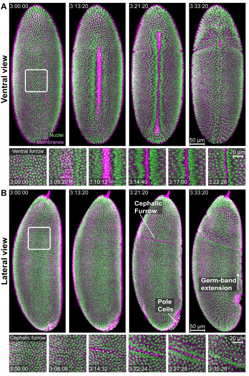 Ventral and lateral views of a gastrulating Drosophila embryo imaged with IsoView. 