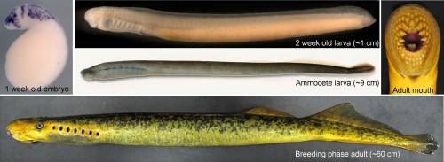 A composite image showing different phases of the lamprey life cycle. The picture of the embryo (left) is stained by in situ hybridization for a gene marking migratory neural crest cells.