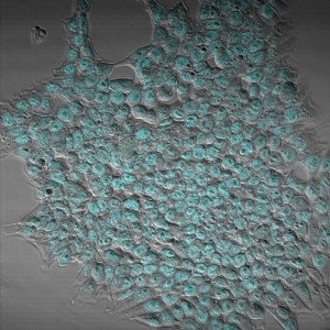 Embryonic stem cells with Oct4 stain in cyan.tif