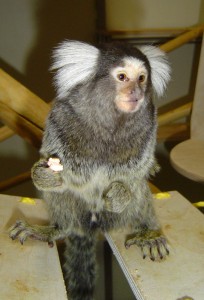 FIG2-marmoset image
