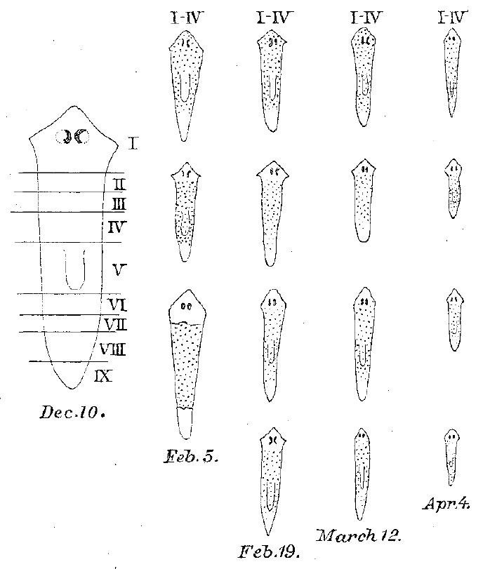 Fig 37 Morgan 1898