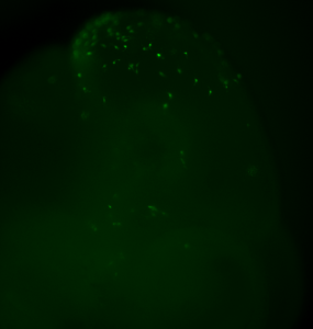 Human pluripotent stem cell-derived NCCs labeled with GFP contribute to mouse embryo development at day E10.5