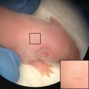 Human NCCs were microinjected into E8.5 Wsh/Wsh mouse embryos to generate postnatal mouse–human NC chimeras. Coat color contribution in a mouse, injected as embryo with human NCCs, is indicated as single, dispersed, dark pigmented hairs (boxed area).