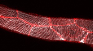 Image of the larval tracheal main tube, stained in white to mark the chitinous extracellular matrix and in red to mark the cell-cell junctions