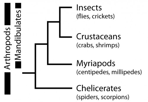 Fig 6. The arthropod phylogeny.