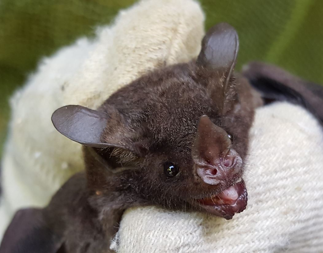 Figure 2: C. perspicillata held by Aaron Harnsberger. Carollia is a phyllostomid (leaf-nosed) bat.