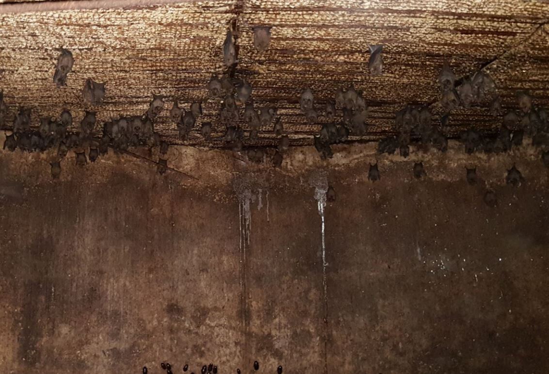 Figure 6: C. perspicillata roosting inside an old abandoned concrete water tank. These types of water tanks have a convenient opening on the top that we enter using a ladder. The bats are seen here cohabitating with cockroaches, just visible in the lower edge of picture.