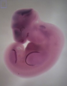 Figure 7: Fgf8 expression in Carollia stage 14 embryo after WISH. 