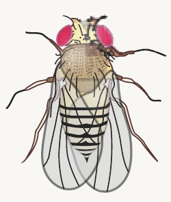 Drosophila DMM