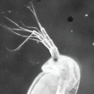 JEBDaphnia