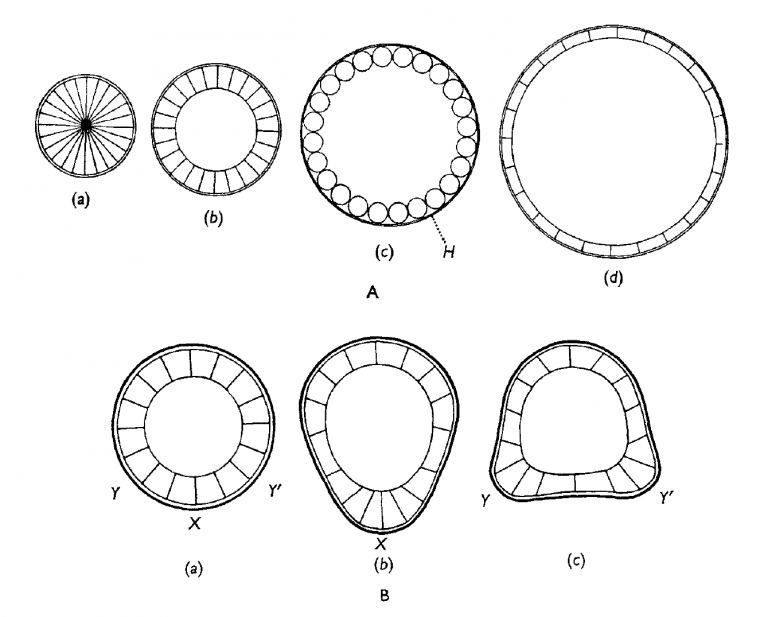 Forgotten classics- Principles of morphogenesis - the Node