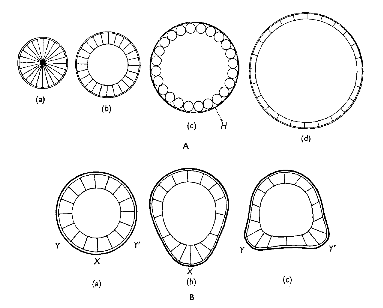 Wolpert image