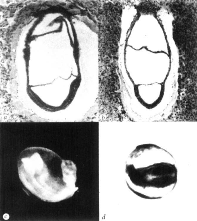 teratology embryos