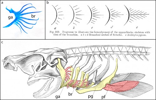 a. Skeletal preparation of an embryonic shark gill arch, showing branchial rays (br) projecting from the gill arch (ga). b. Gegenbaur's "Archipterygium" hypothesis, illustrating the hypothetical transformation of a gill arch into a fin (from Gegenbaur, 1878). c. A shark head skeleton illustrating putative serial homology of the gill arch and pectoral fin skeleton. Gill arches (ga) and the pectoral girdle (pg) are coloured yellow; branchial rays (br) and the pectoral fin (pf) are coloured red (modified from Owen, 1866).