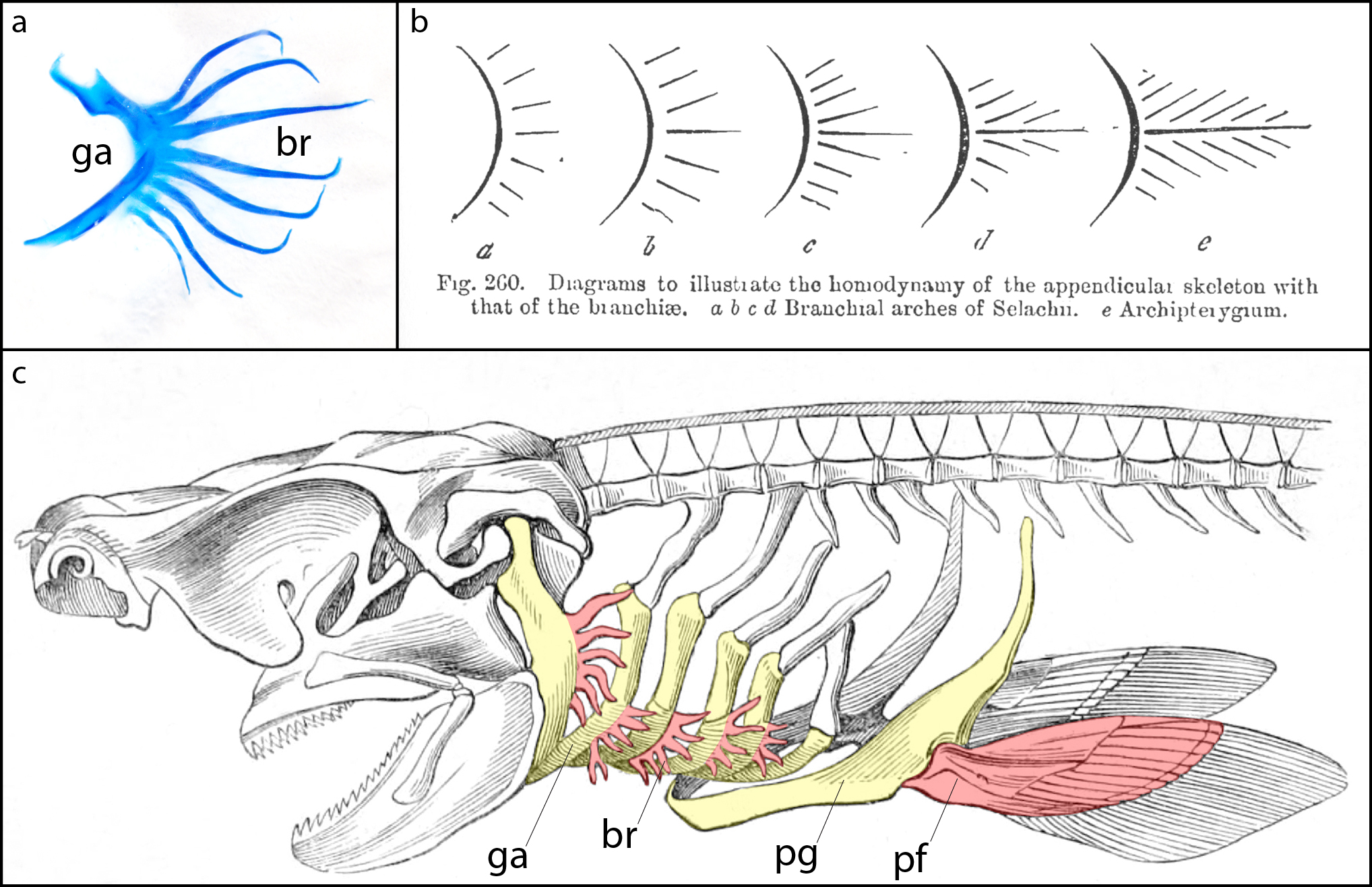 Gills, fins and the evolution of vertebrate paired appendages - the Node